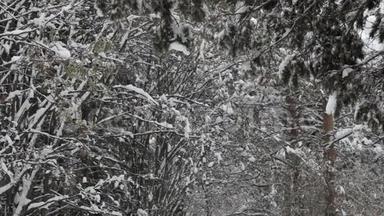 雪花飘落，大雪纷飞.. 冬季风景。 树木和雪
